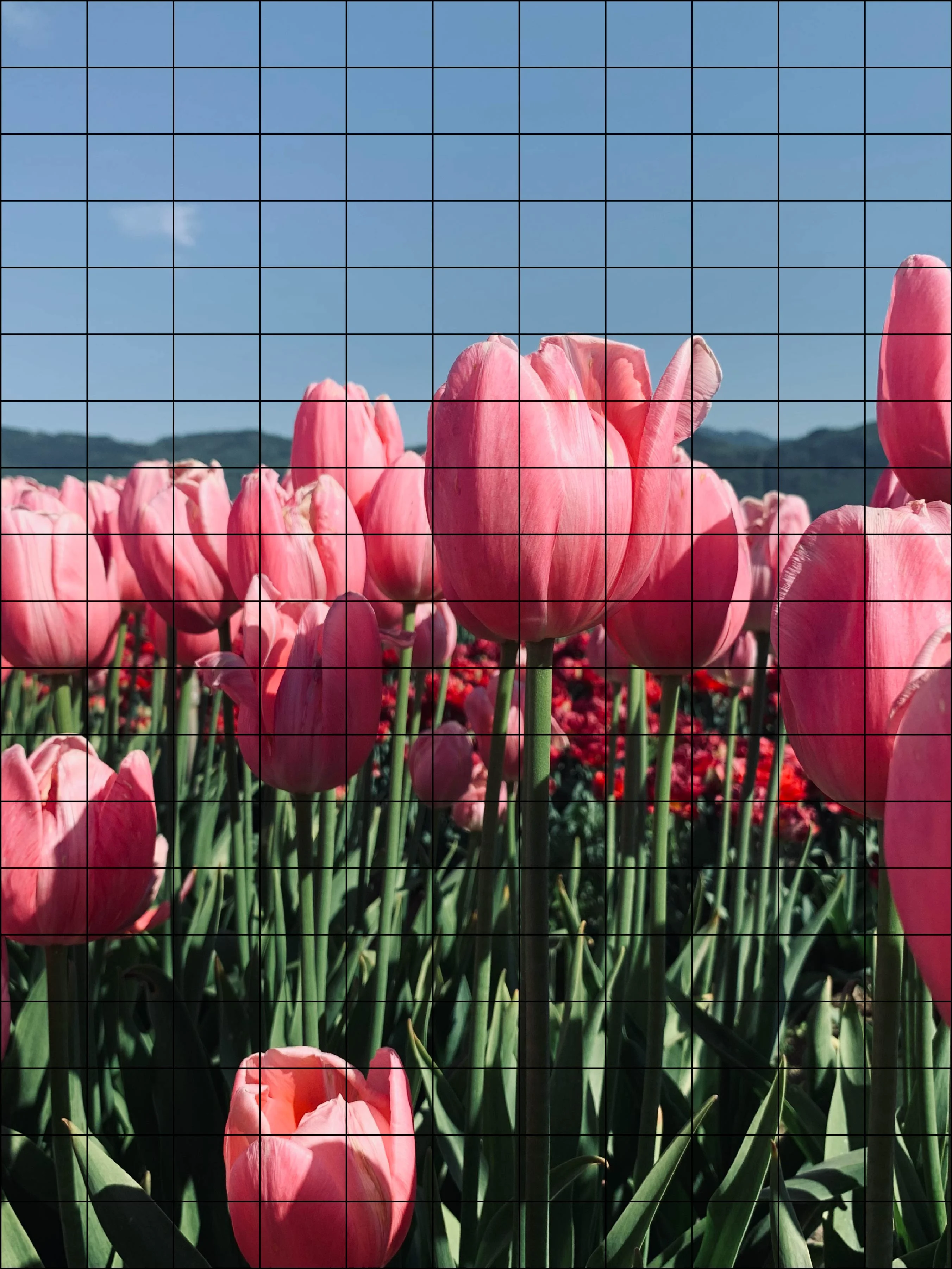 An Image Of Tulips Divided Into Cells